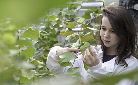 Student measuring leaf.